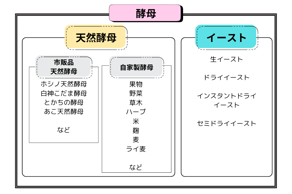 酵母の説明イラスト