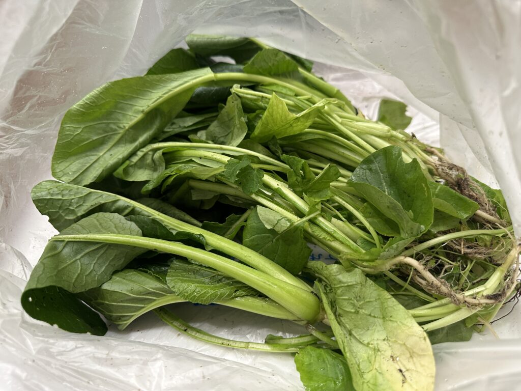 生徒様からいただいた小松菜