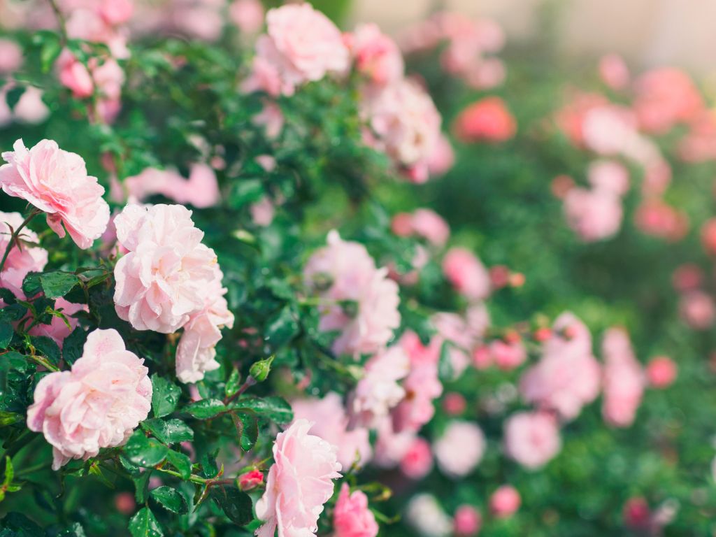 ガーデニング（バラ）