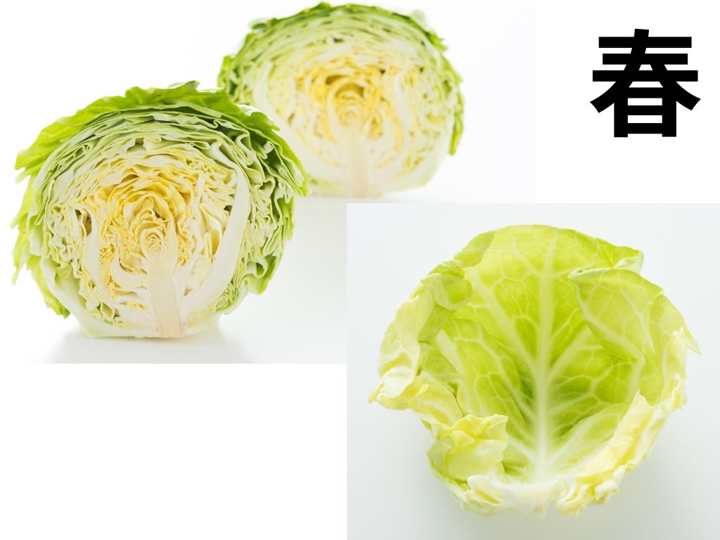 春キャベツ