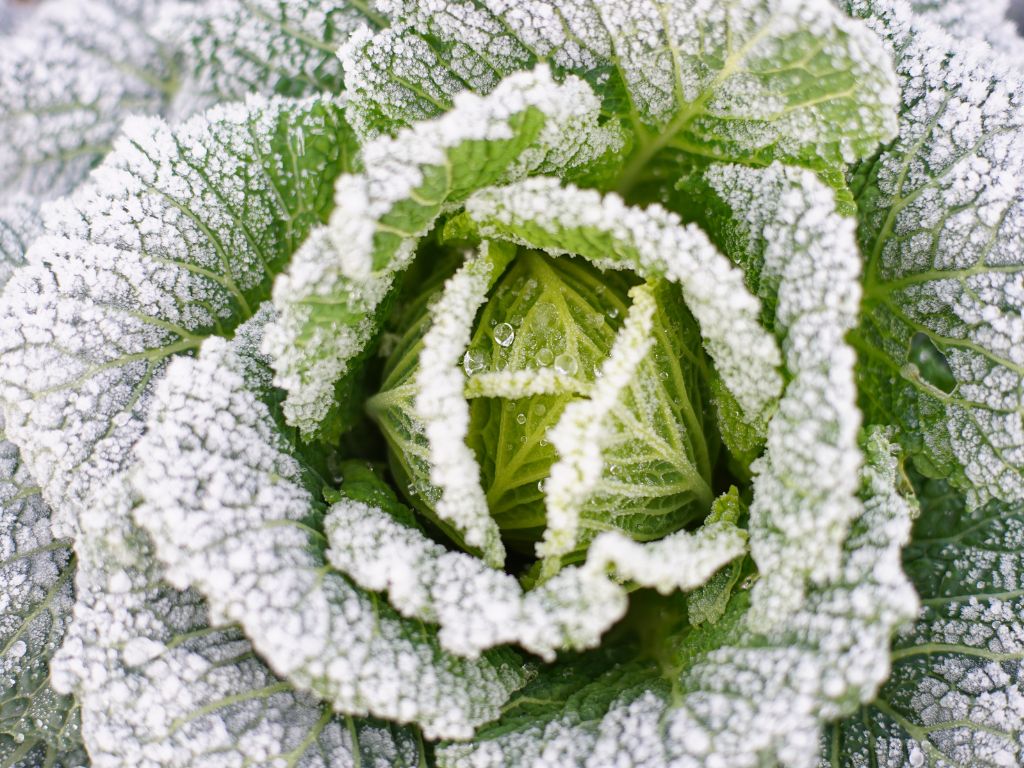越冬キャベツ