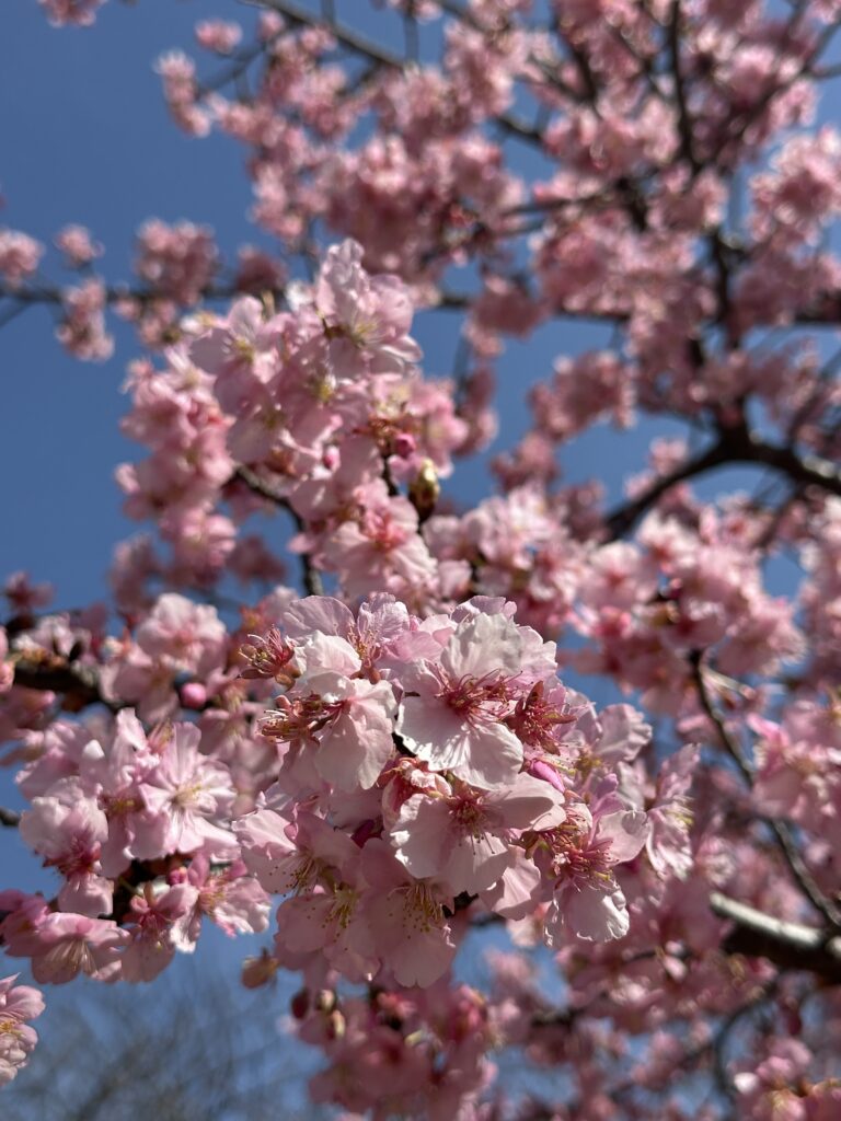 博物館の河津桜