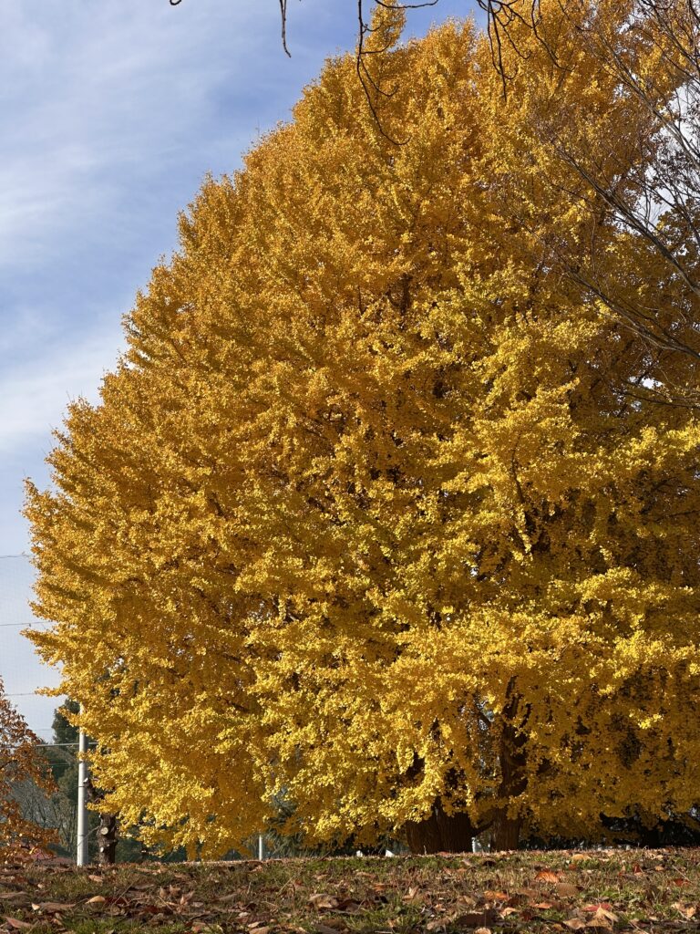 入間市博物館アリット
