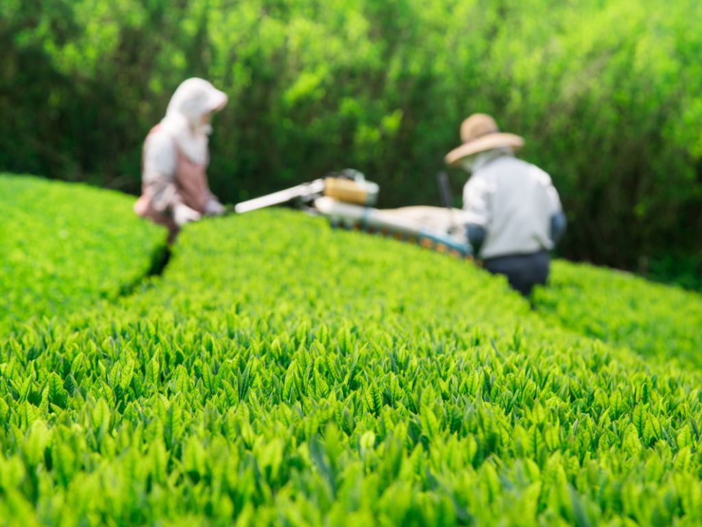 お茶農家さん