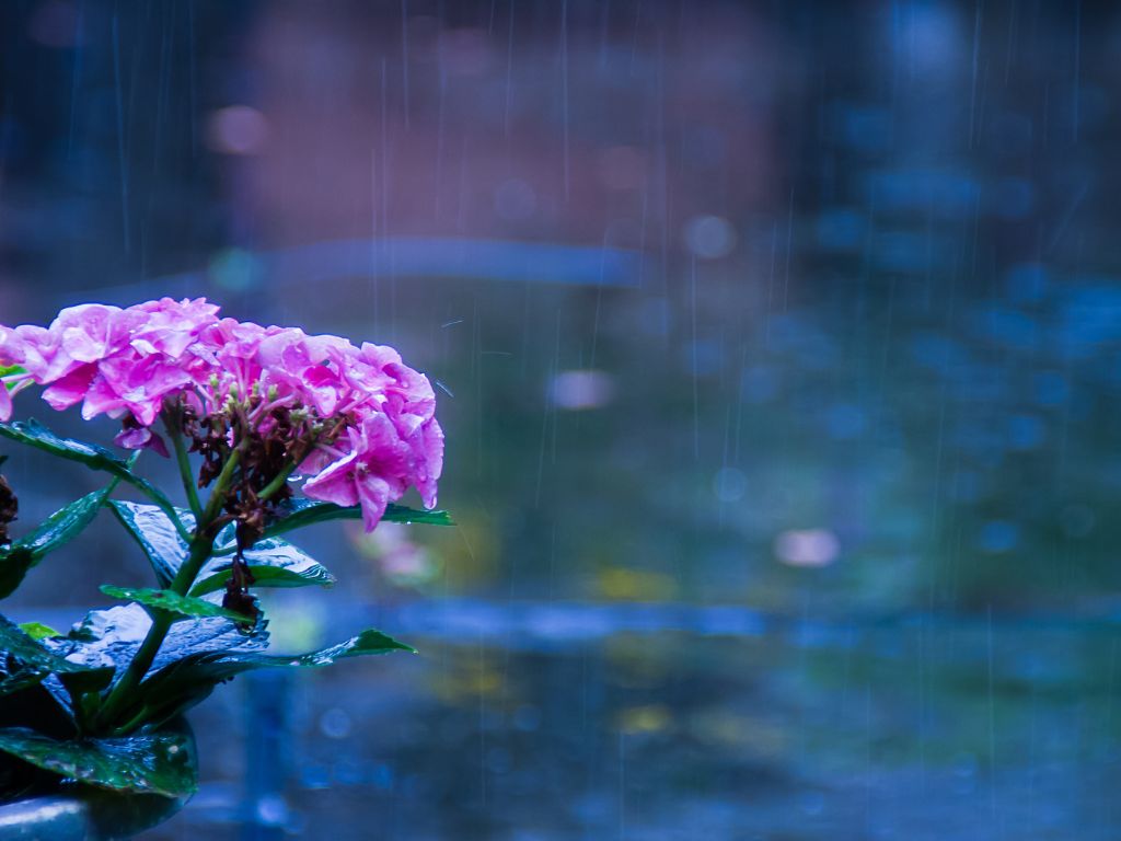紫陽花